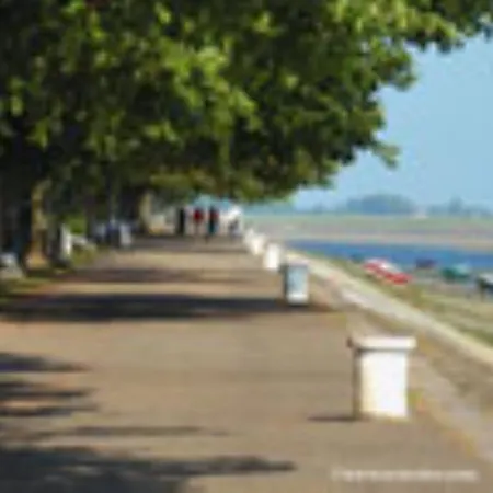 Les Iris De La Baie De Somme