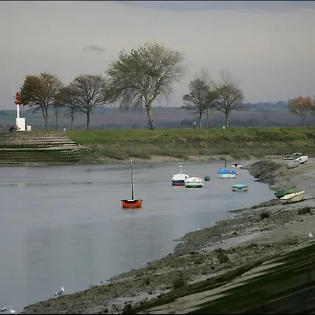 Les Iris De La Baie De Somme