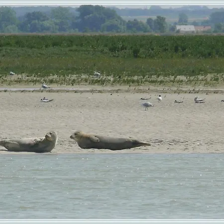 Les Iris De La Baie De Somme Pende