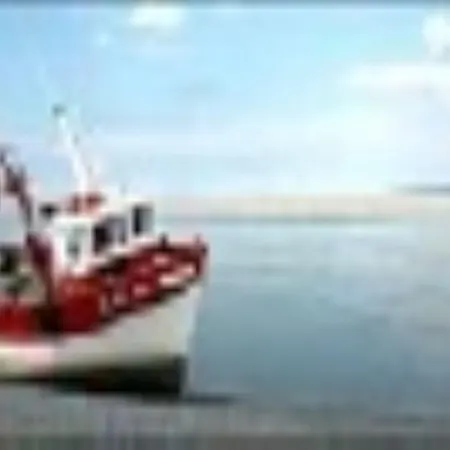 Les Iris De La Baie De Somme