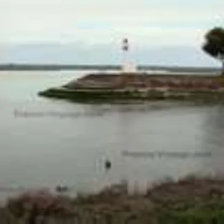 Les Iris De La Baie De Somme Pende